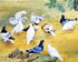 Pigeons Diamond Painting Kit